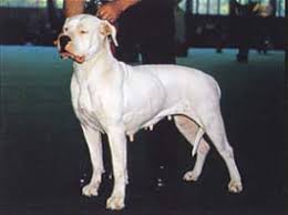 犬を家族に迎える前に